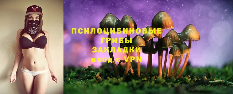 Галлюциногенные грибы Psilocybine cubensis Жиздра